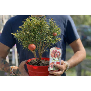 Granátové jablko (Punica granatum) ´WONDERFUL´ - výška 30-40 cm, kont. C2,6L - BONSAJ (DECO MISA)